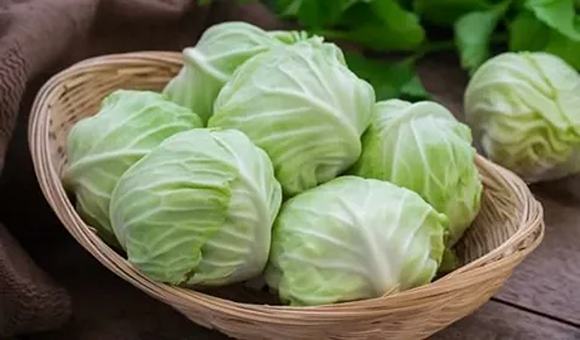 تصویر 5 از خرید کلم برگ سفید + قیمت فروش استثنایی